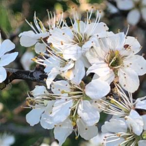 FLEURS_PRUNELLIER_C FLEURS PRUNELLIER