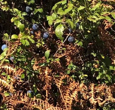 prunellier_fougeres-prunelles